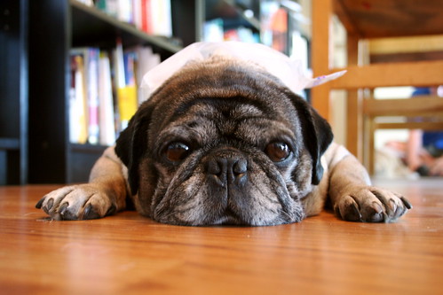 Roscoe the Pug With Ice Bag On His Head- Miserable in the Seattle Heat