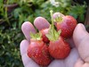 fresh_strawberries