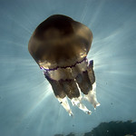 Shiff arms jellyfish (Rhizostoma pulmo)