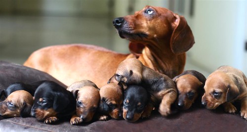 Brandy and her 9 Dachshund pups (a.k.a sausage dogs)