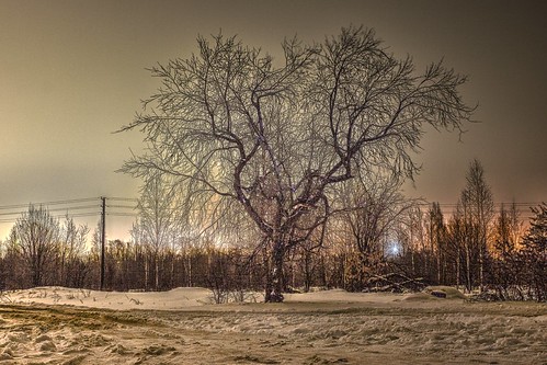 Surreal Baum ©  Dmitriy Protsenko