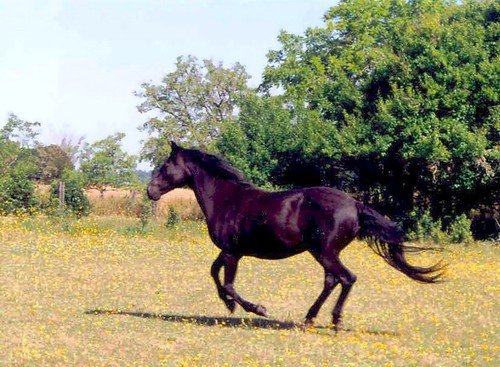 pictures of quarter horses. the Black Quarter Horse