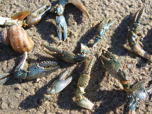 Crab claws on Charleston Lake