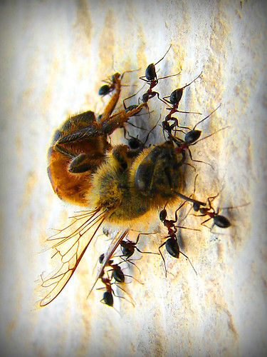 Delicious Dead Bee and Hungry Ants