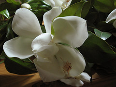 magnolias11