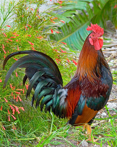 Rooster by firecracker plant
