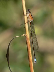 Female Blue-tailed Damselfly - rufescens form