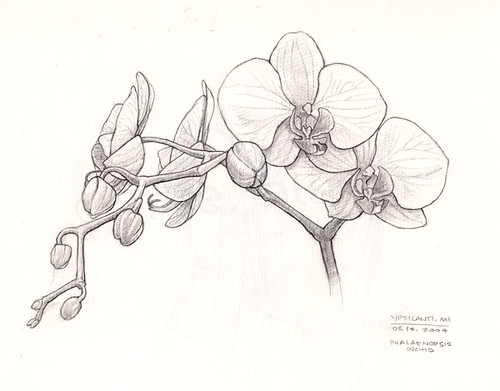 black and white orchid drawing. Orchid sketch