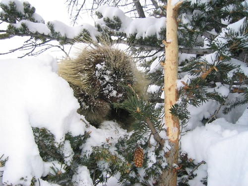 Porcupine in the snow