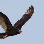 Urubu-de-cabeça-vermelha | Turkey Vulture  (Cathartes aura)