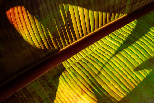 Backside of Palm Leaf