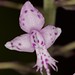 Stenoglottis longifolia – Lisa Humpreys