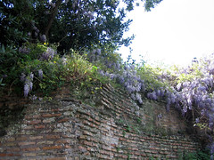forum: wisteria and bricks