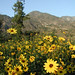 Bush Sunflowers, 2003-02-06 006