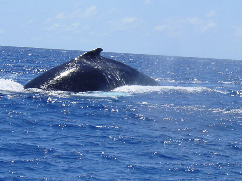 whalepic-061