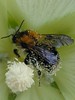 Dscn1508-bee-pollen_crop_w800