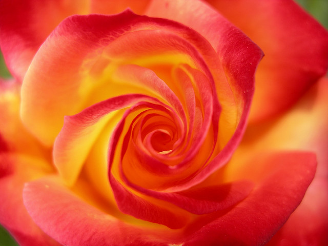 morning spiral rose photo