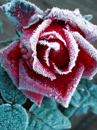 Rose Red; Frost White
