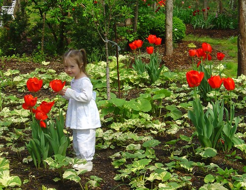 Amongst the tulips