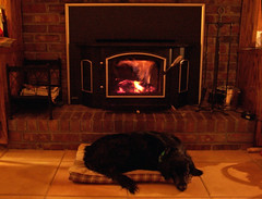 Wood stove dog