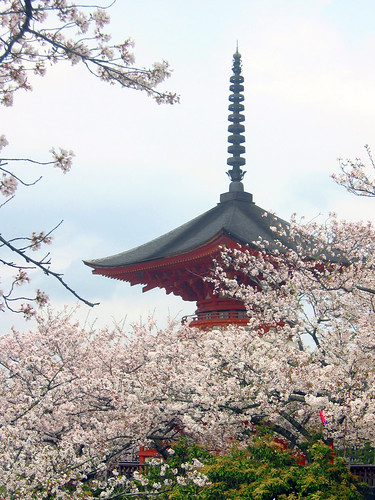 a Miyajima temple in the cherry blossom