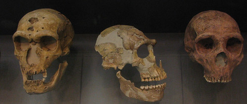 Cráneos neandertales, por leted