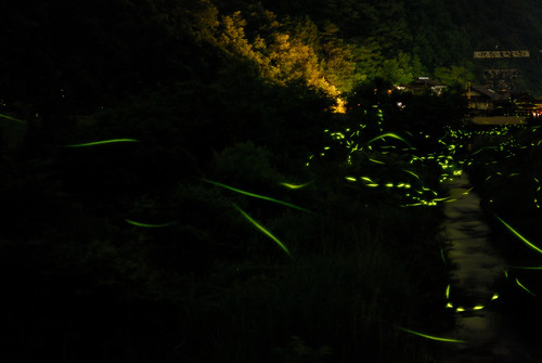 The glow of fireflies