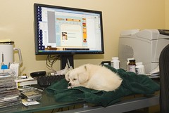 Day 4: Truffle sleeping on the job again (and browsing dogster.com)!