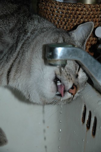 He can drink from a sink, but not a bottle. Why?