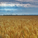 Shined Wheat Field, by globalindex