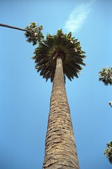 A palm tree in Beverly Hills
