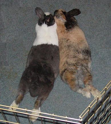 Our 2 Bunlovers