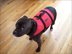 dog in life vest