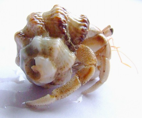 hermit crab without shell. Hermit crab in a murex shell