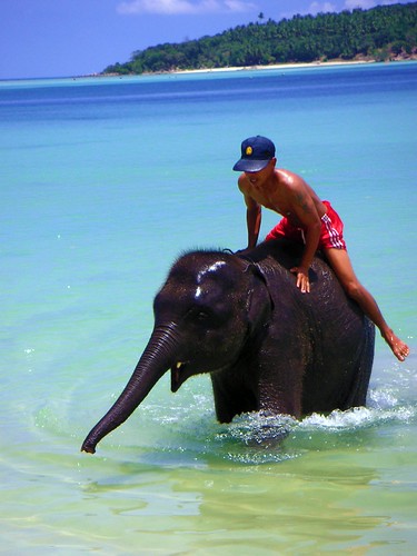 Elephant on the beach in Koh Samui