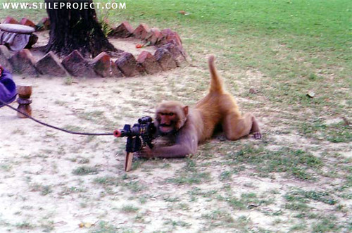 pictures of monkeys with guns. monkeys with guns