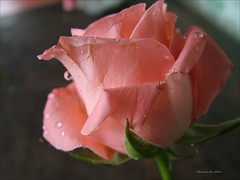 Rosa rosa .I.....DSCF1877a