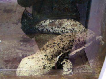 salamandre geante du japon (3)