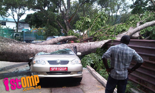  Cars totally wrecked by fallen tree at Sungei Kadut