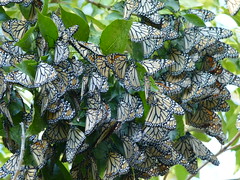 sleepy monarchs