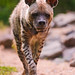 Walking striped hyena
