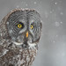Chouette lapone / Great Grey Owl [Strix nebulosa]