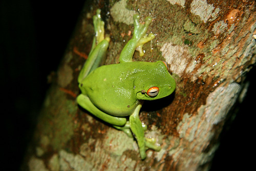  Size:50x50 - Tees: Tree Frog Tattoo