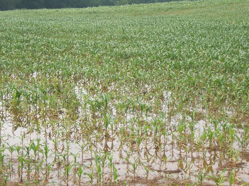 Corn field under water