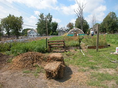 Urban Agriculture in Detroit