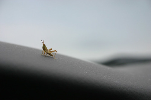 hitching a ride