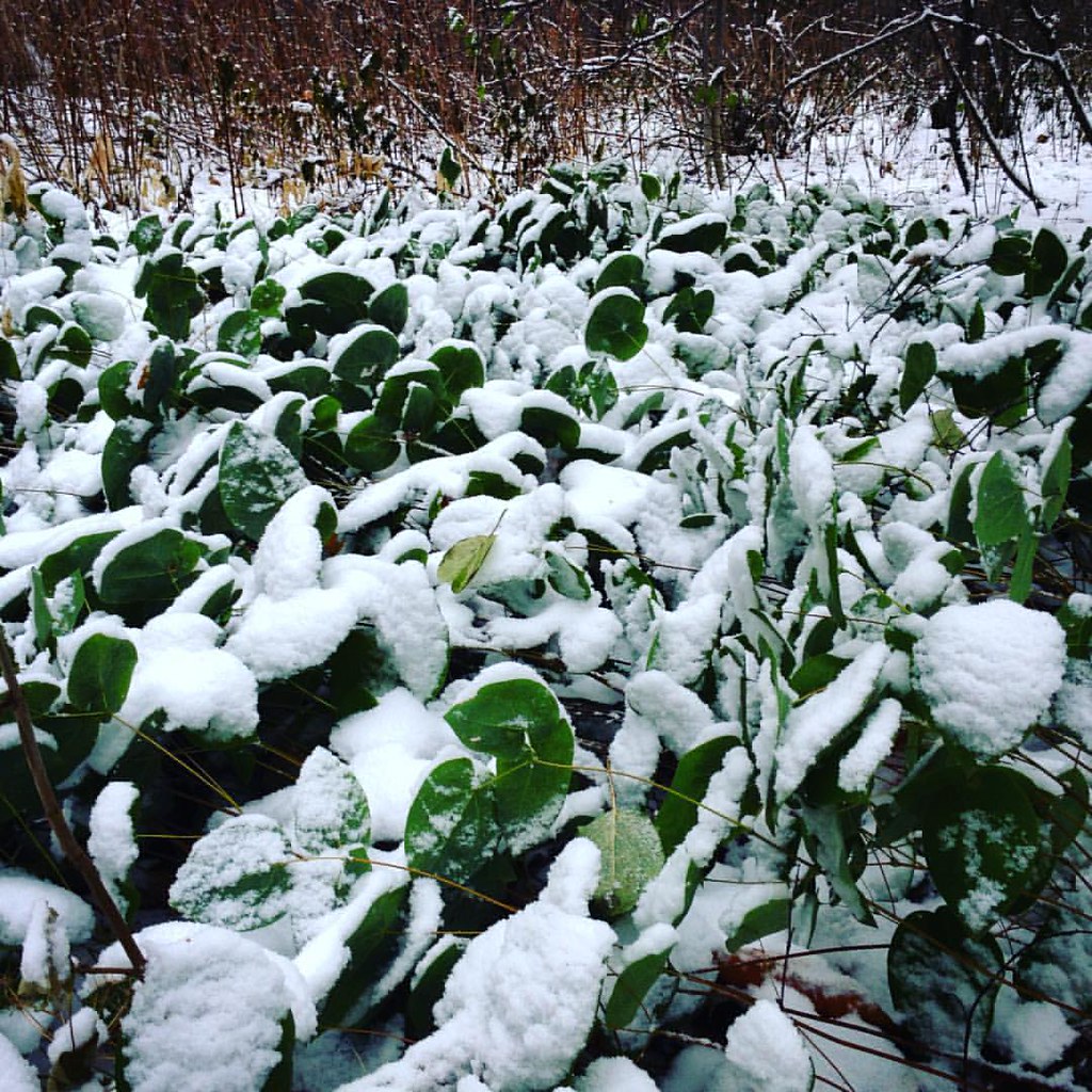 :    #moscow #snow #botanicalgarden # #