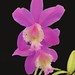 Nico's orchid