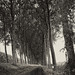 Tree Lined Road in Belgium