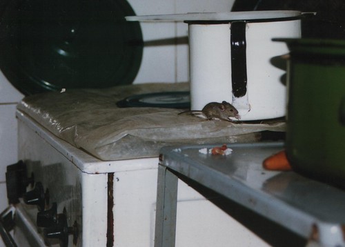 A mouse in the kitchen